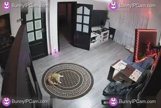 Real Furry Friends Fooling Around Naked In The Living Room — animated preview