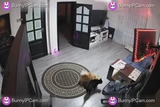 Real Furry Friends Fooling Around Naked In The Living Room — Watch on BunnyIPCam