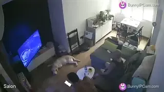 Pregnant Mommy Flashes Big Tits And Panties In Front Of Guests — animated preview